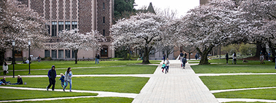 UW's quad with cherry blossoms on bloom.