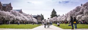 People enjoy the highlights of cherry blossoms in the quad on University of Washington campus.